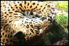 image of jaguar_car