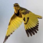 image of bird