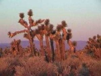 image of joshua_tree