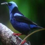 image of bird