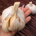 image of garlic #33