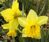 image of flower