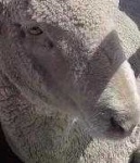 image of animal
