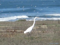 image of american_egret