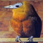 image of bird