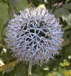 image of flower
