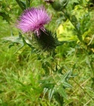 image of spear_thistle #31