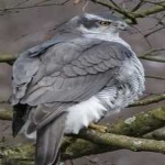 image of bird
