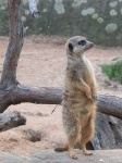 image of meerkat