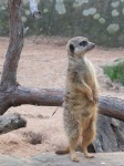 image of meerkat #10