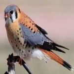 image of bird