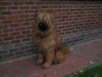 image of briard