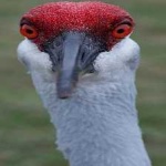 image of bird