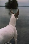 image of italian_greyhound