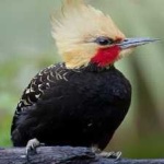 image of bird