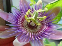 image of flower