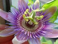 image of passion_flower #34