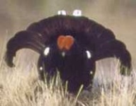 image of black_grouse #34