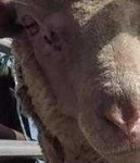 image of animal
