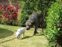 image of irish_wolfhound