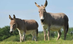image of donkey #3