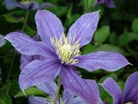 image of clematis #2