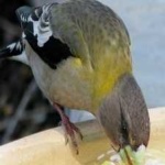 image of bird