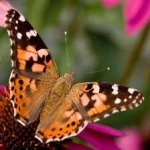 image of animal