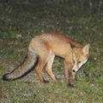 image of red_fox