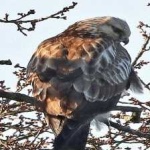 image of bird