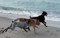 image of german_short_haired_pointer