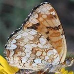 image of animal