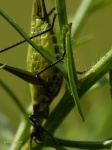 image of cricket