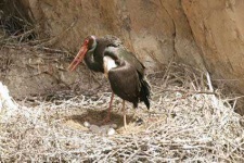 image of black_stork