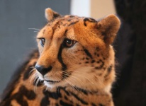 image of animal