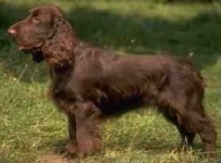 image of irish_water_spaniel #33