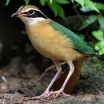 image of indian_pitta #7