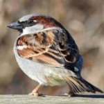 image of bird