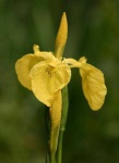 image of yellow_iris #6