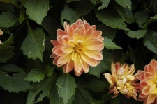 image of flower