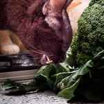 image of broccoli