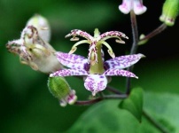 image of flower