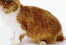 image of persian_cat #25