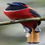 image of red_naped_trogon #13