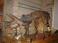 image of triceratops