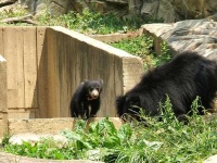 image of sloth_bear #30
