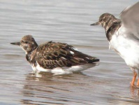 image of ruddy_turnstone
