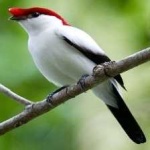 image of bird