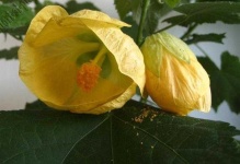 image of flower