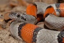 image of king_snake